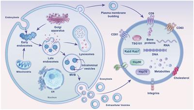 Advances in the isolation and characterization of milk-derived extracellular vesicles and their functions